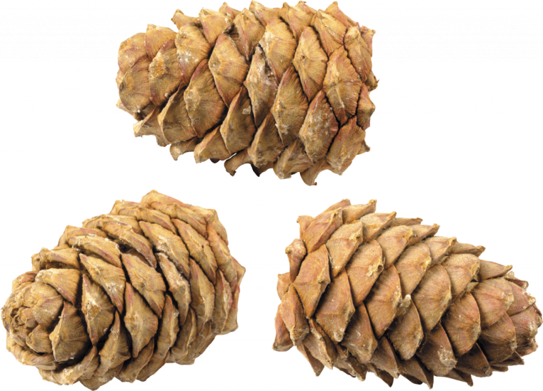 Шишка картинка