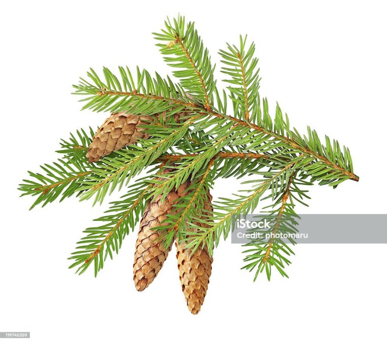 Ветка ели с шишками на белом фоне