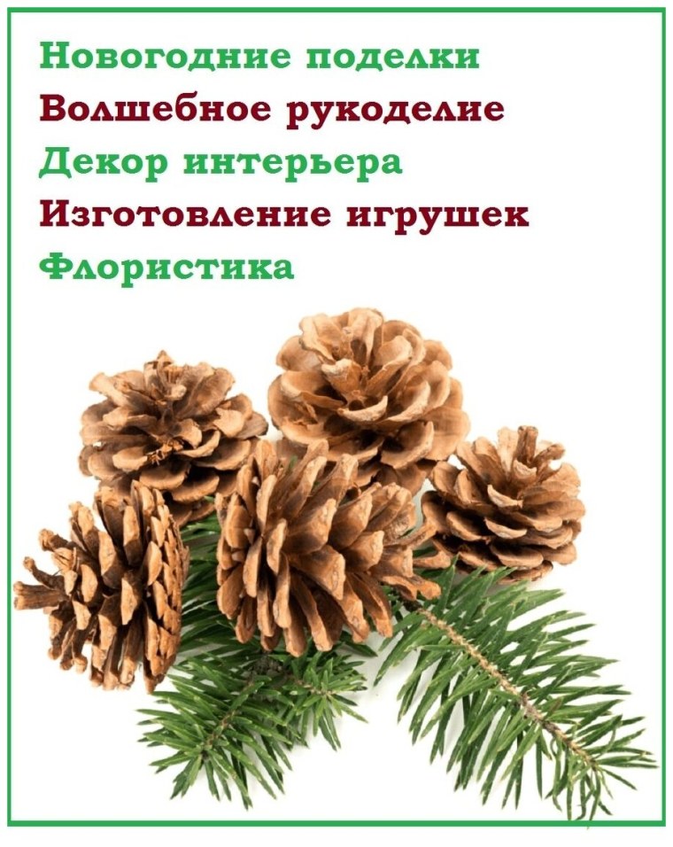 Шишки сосны