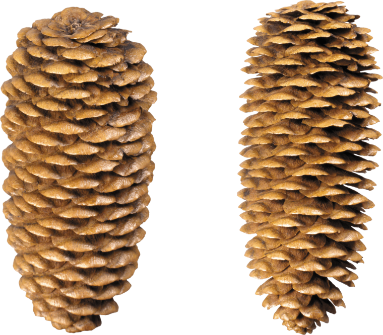 Еловые шишечки