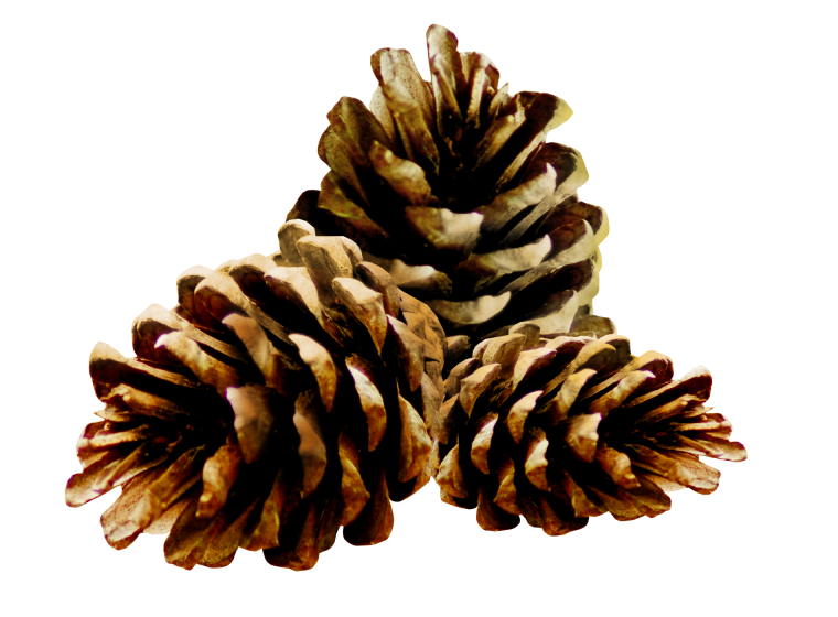 Сосновая шишка на прозрачном фоне