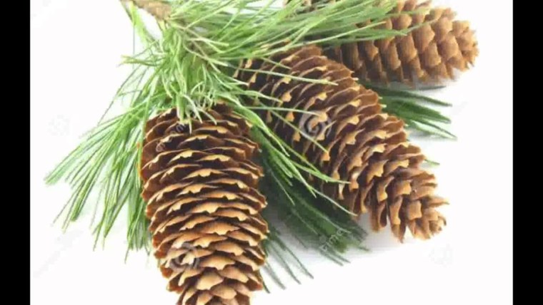 Еловые шишки на белом фоне