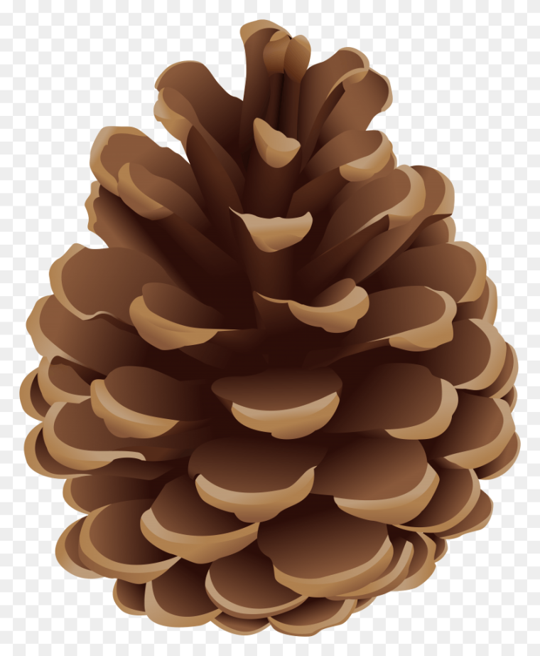 Шишка на прозрачном фоне