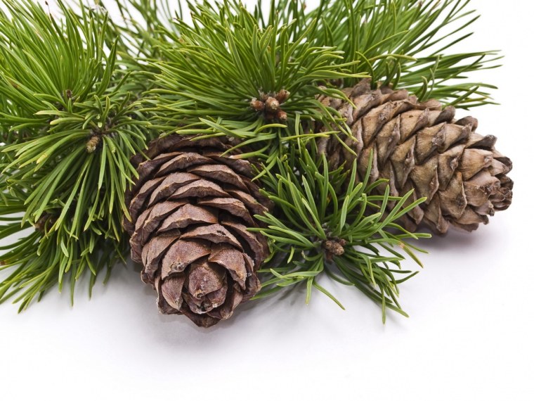 Сосна Кедровая шишка