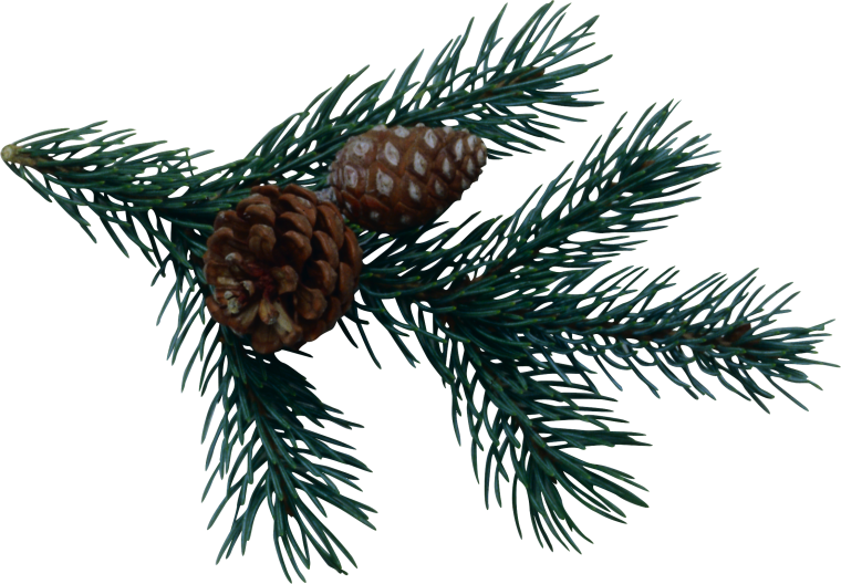 Елочные ветки с шишками