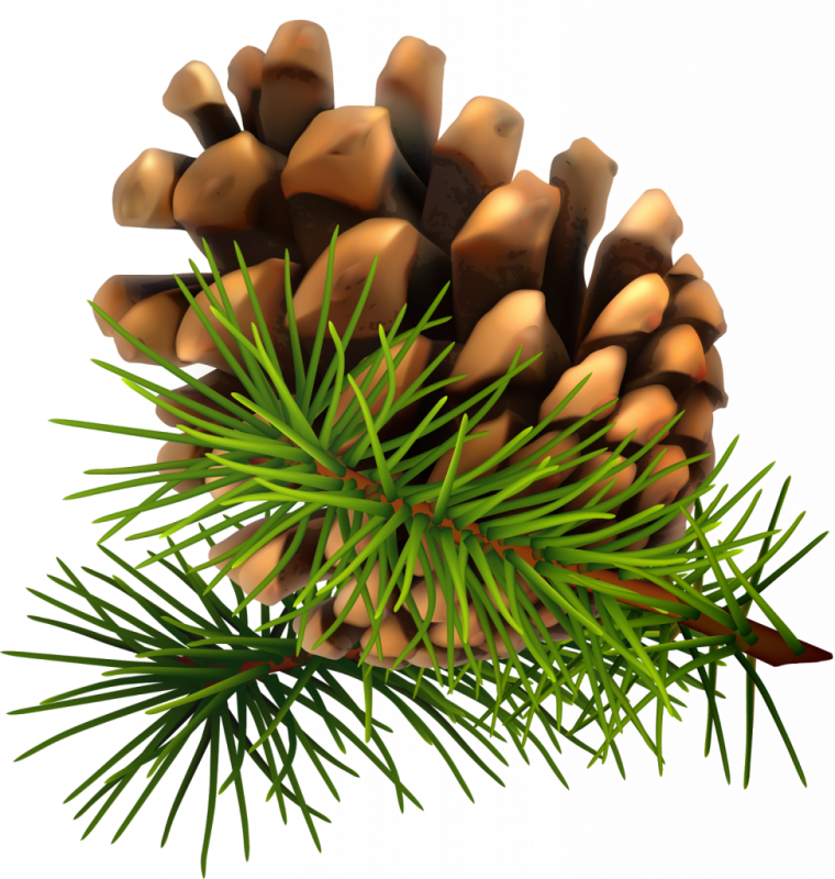 Шишки на прозрачном фоне