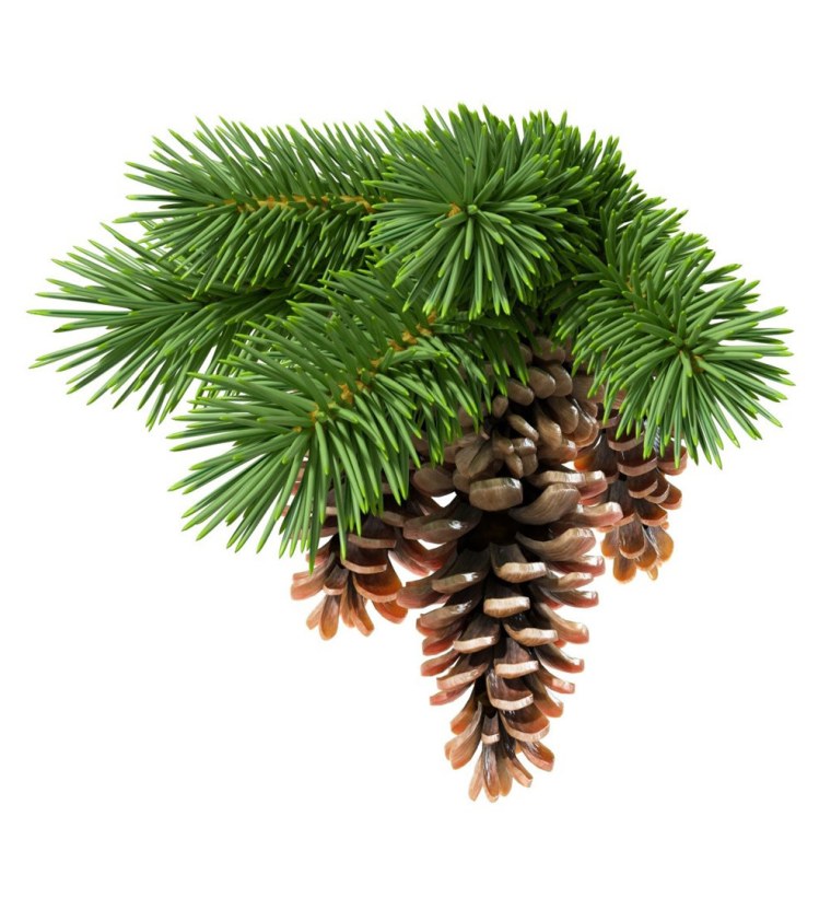 Веточки хвойники шишки