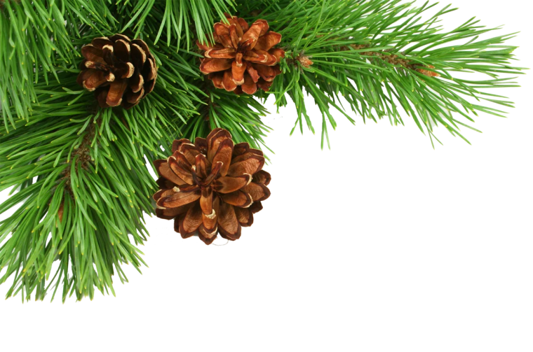 Хвойные ветки