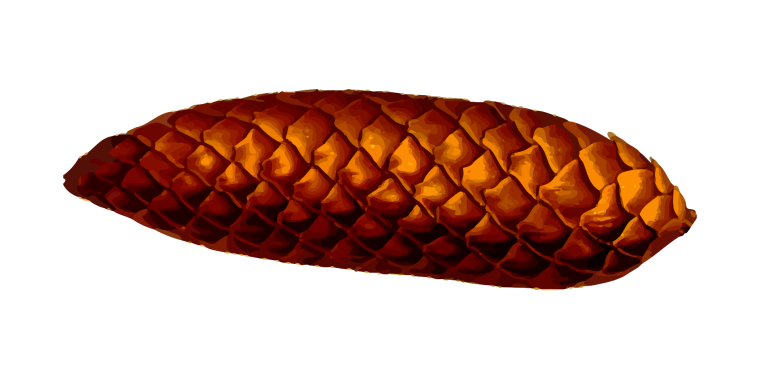 Еловая шишка картинка для детей на прозрачном фоне