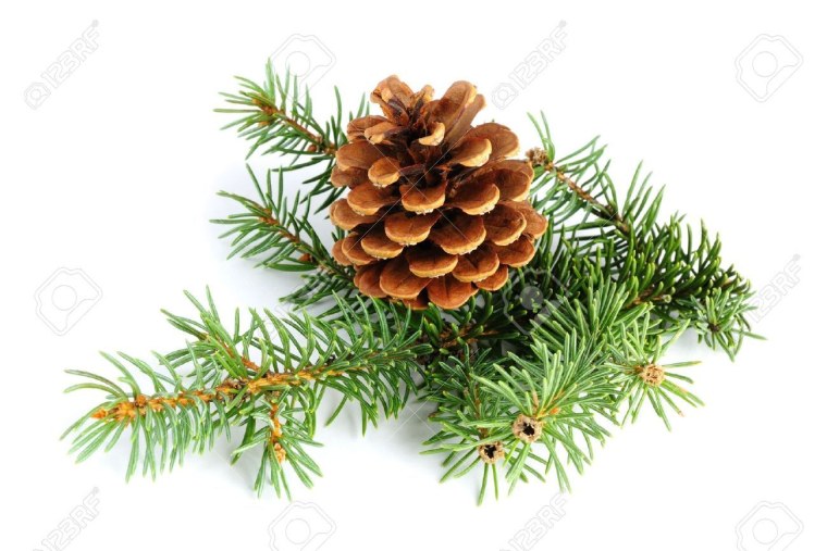 Сосновая ветка с шишкой на белом фоне