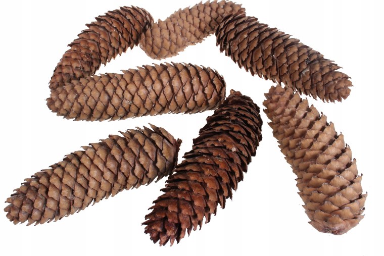 Сосновая шишка