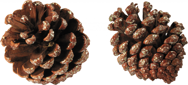 Шишки еловые на прозрачном фоне