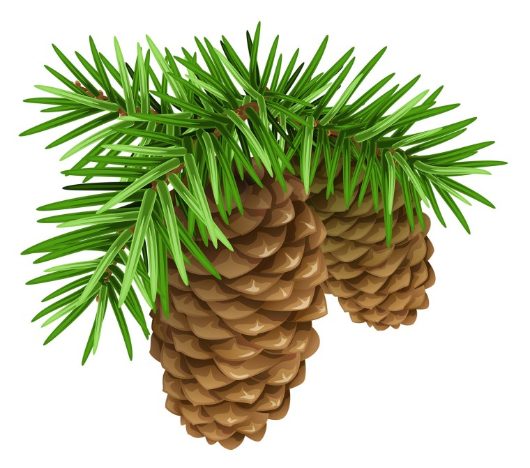 Еловая шишка