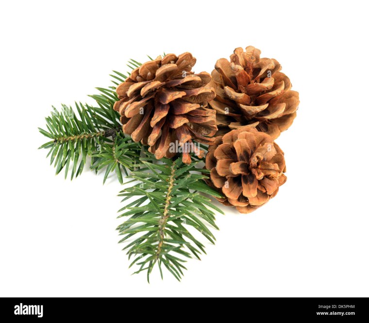Веточка сосны с шишкой на белом фоне