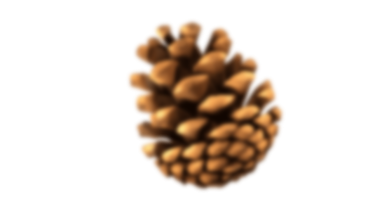 Шишки на прозрачном фоне