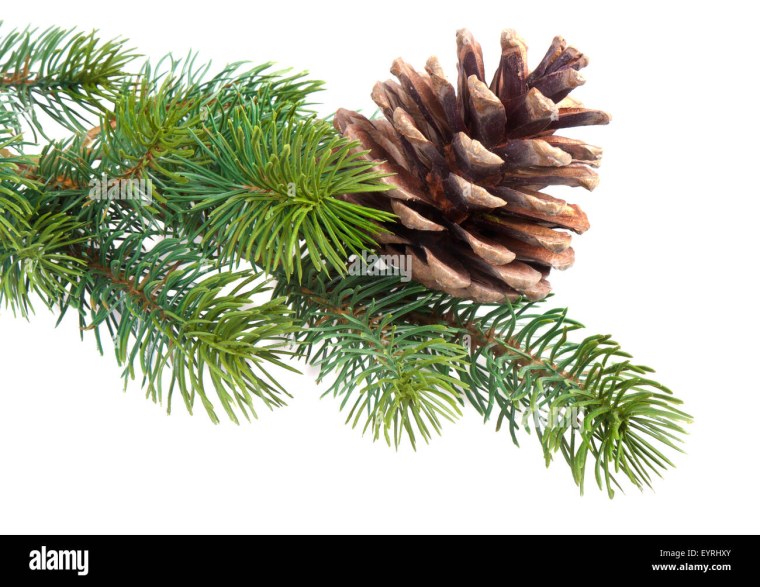 Еловая ветка с шишками на белом фоне