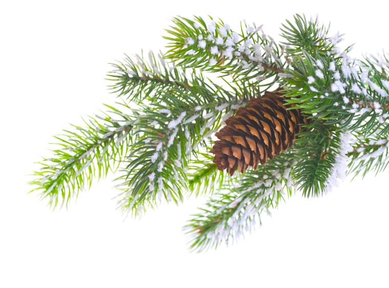 Снежные еловые ветки с шишками