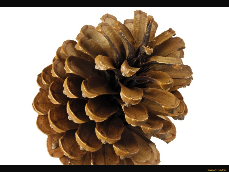 Шишки для фотошопа