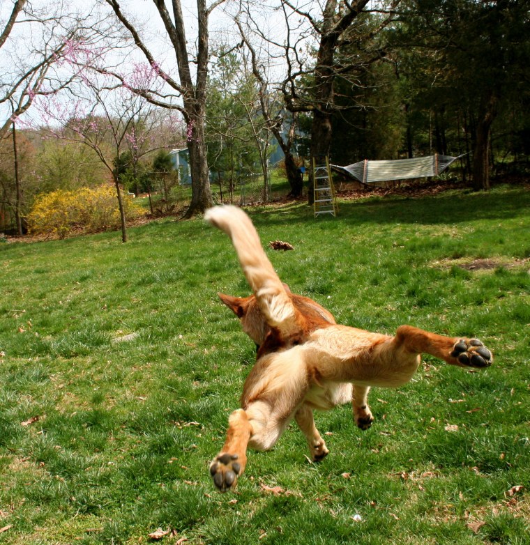 Собака убегает