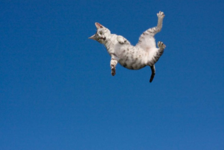 Летающая кошка