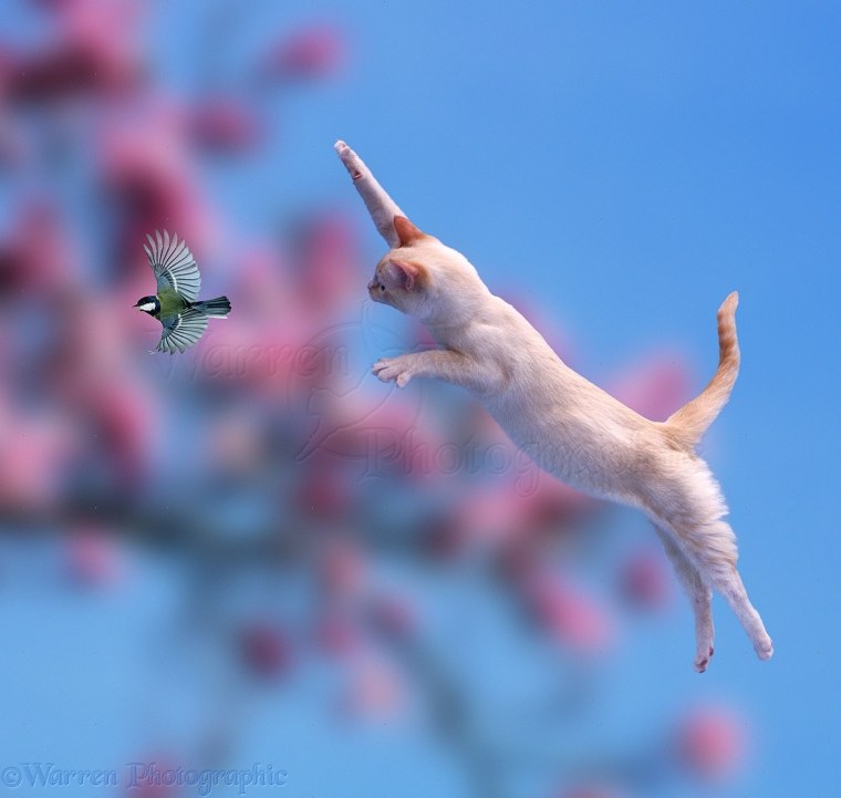 Животные в прыжке