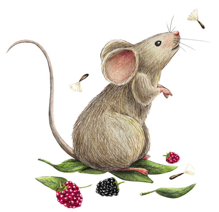 Мышка картинка