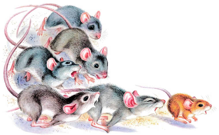 Мышонок пик