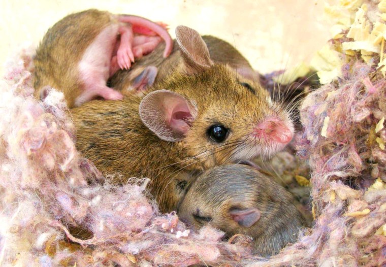 Мышка с мышатами