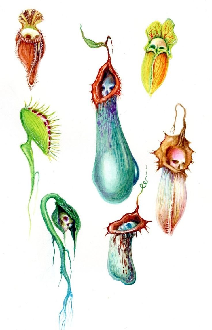 Плотоядное растение рисунок