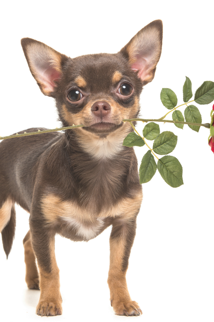 Собака чихуахуа