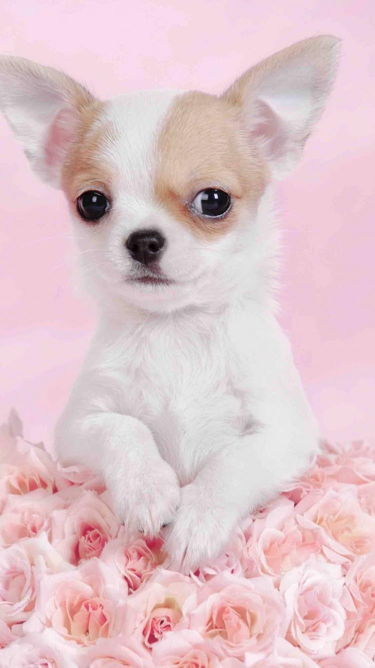 Мини Лилу чихуахуа