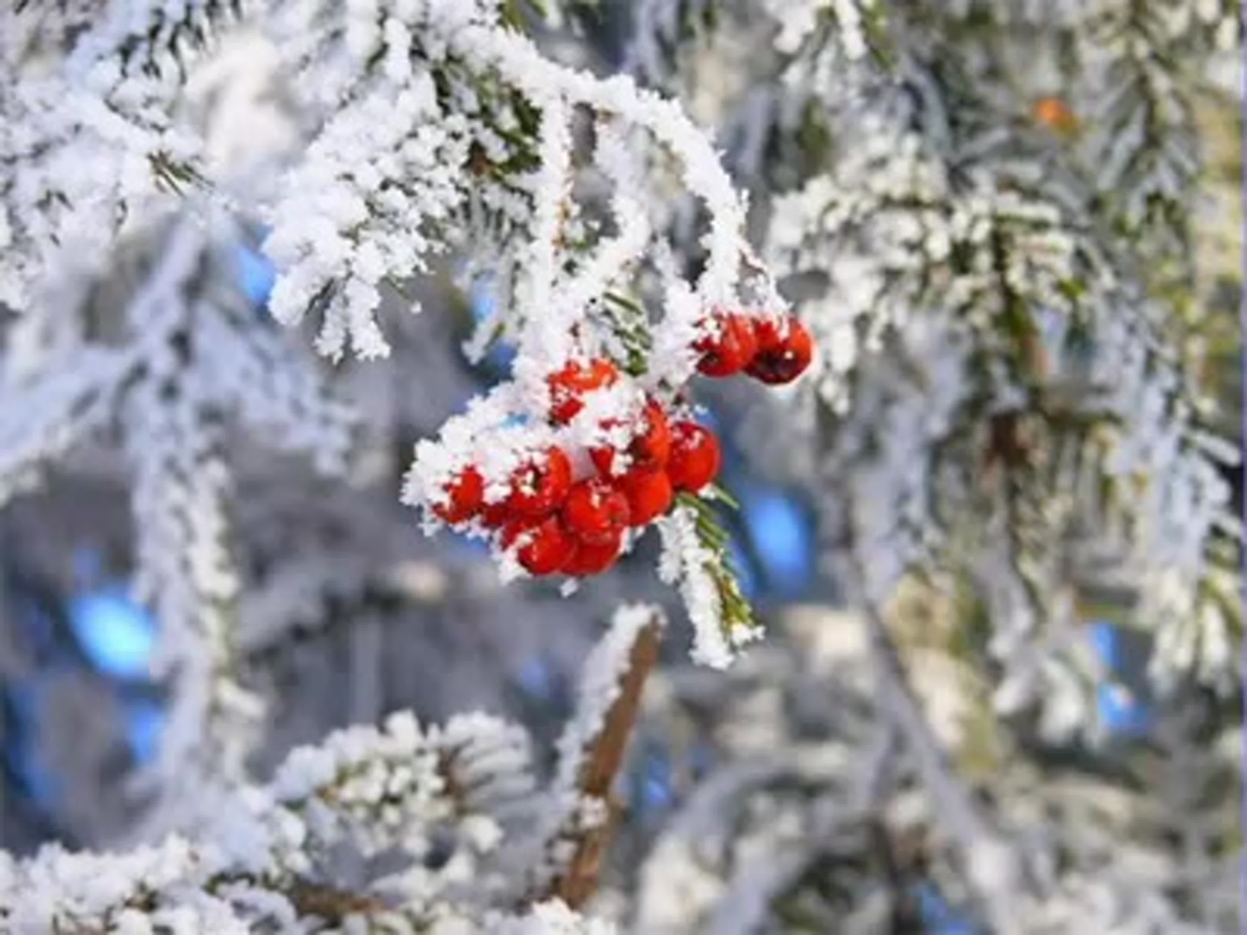 Праздник 1 февраля день. Народный праздник Максимов день. И вот уже трещат Морозы и серебрятся. 3 Февраля народный праздник.