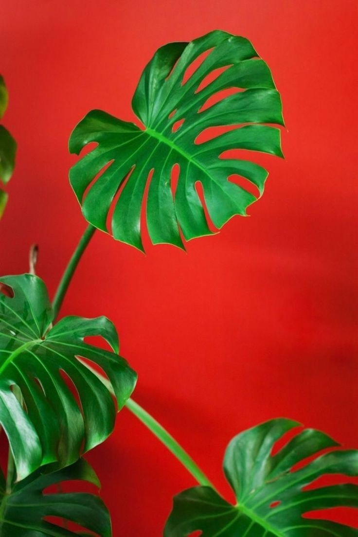 Тропические красные листья