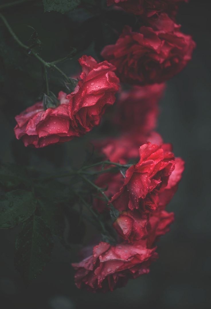 Эстетика темно розового