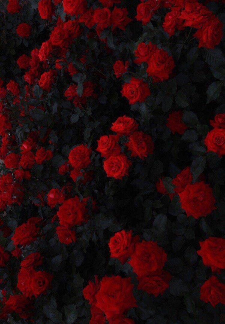 Красный цветок