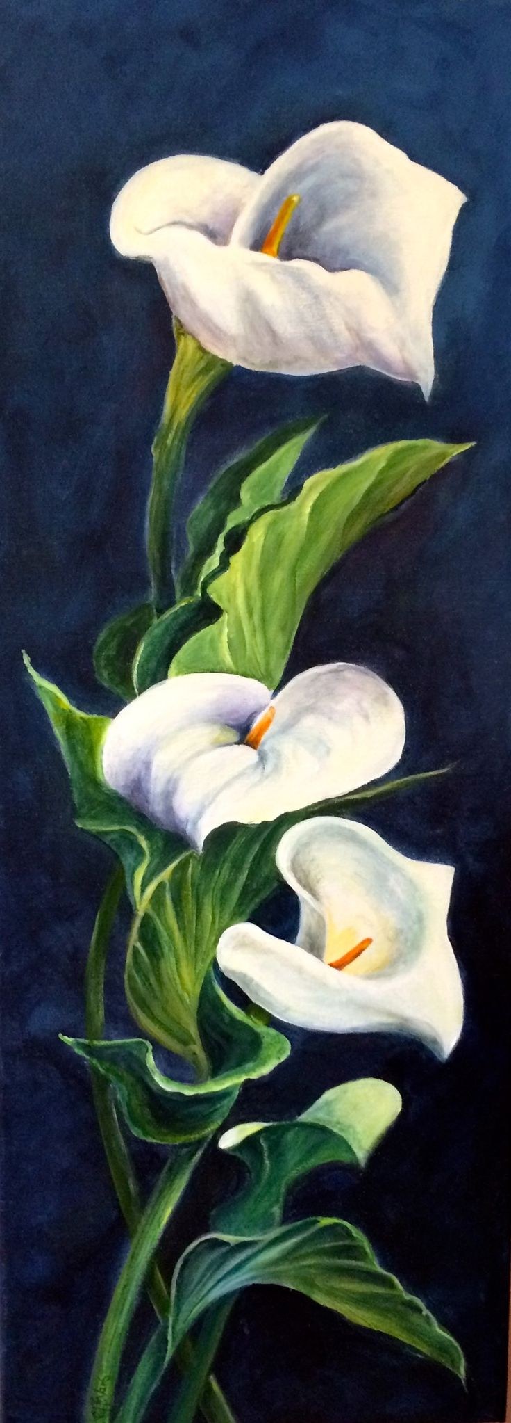 Коалы цветы