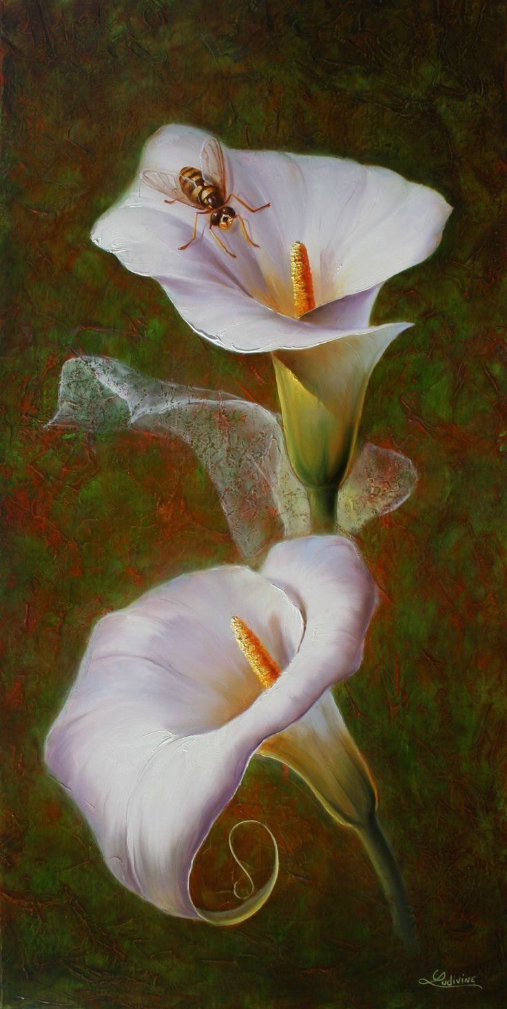 Каллы карандашом