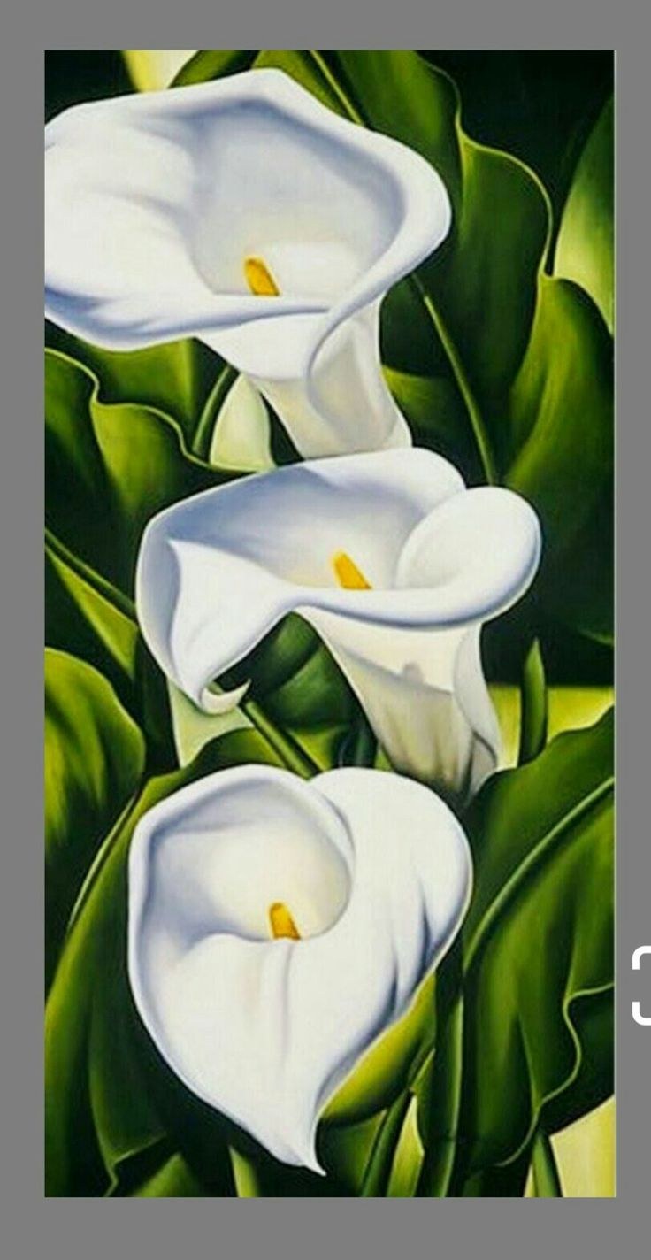 Зантедеския Ботаническая лист