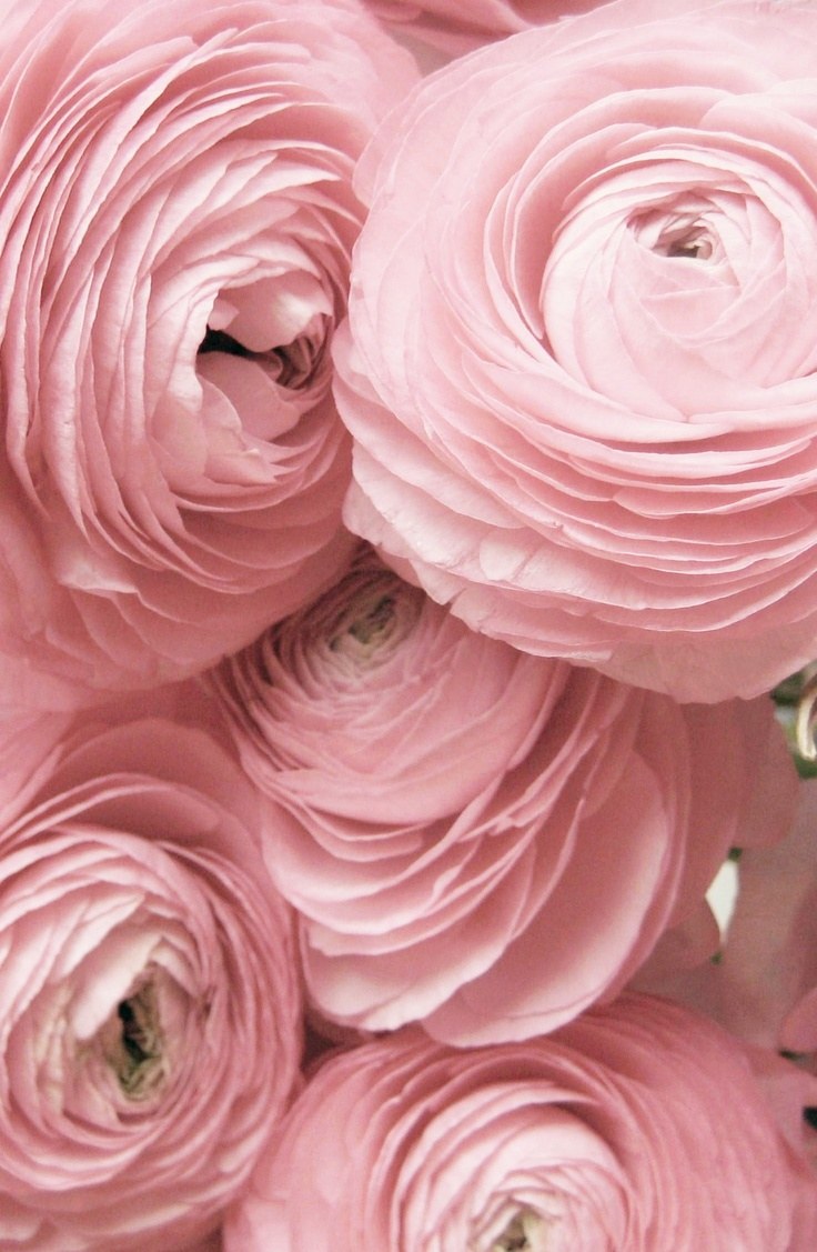 Роза Пинк Инспирейшн