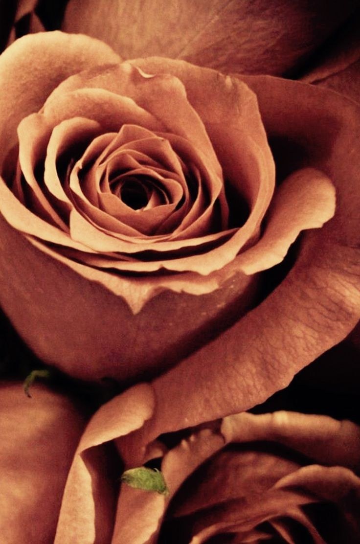 Розы грязно розового цвета