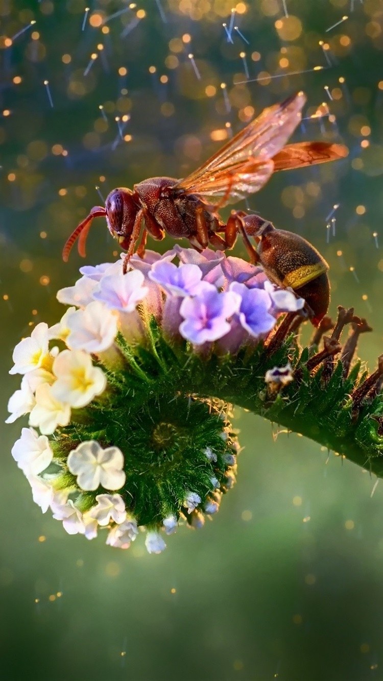 Красивые макрофотографии цветов