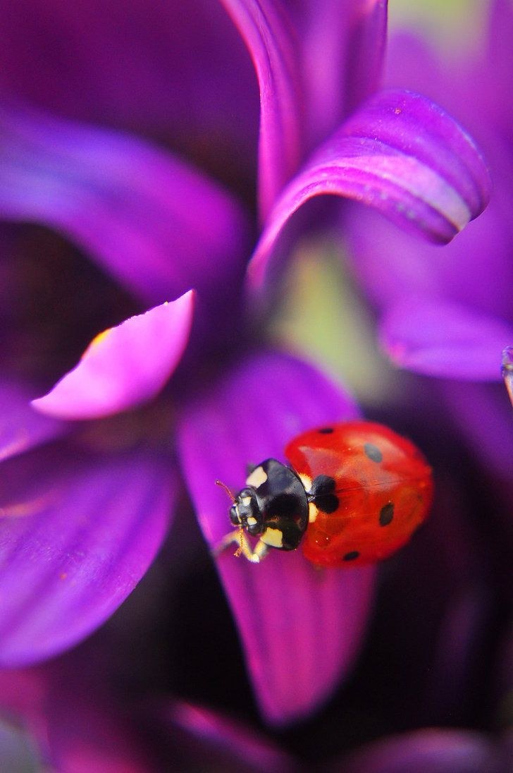 Божья коровка на сиреневых цветах