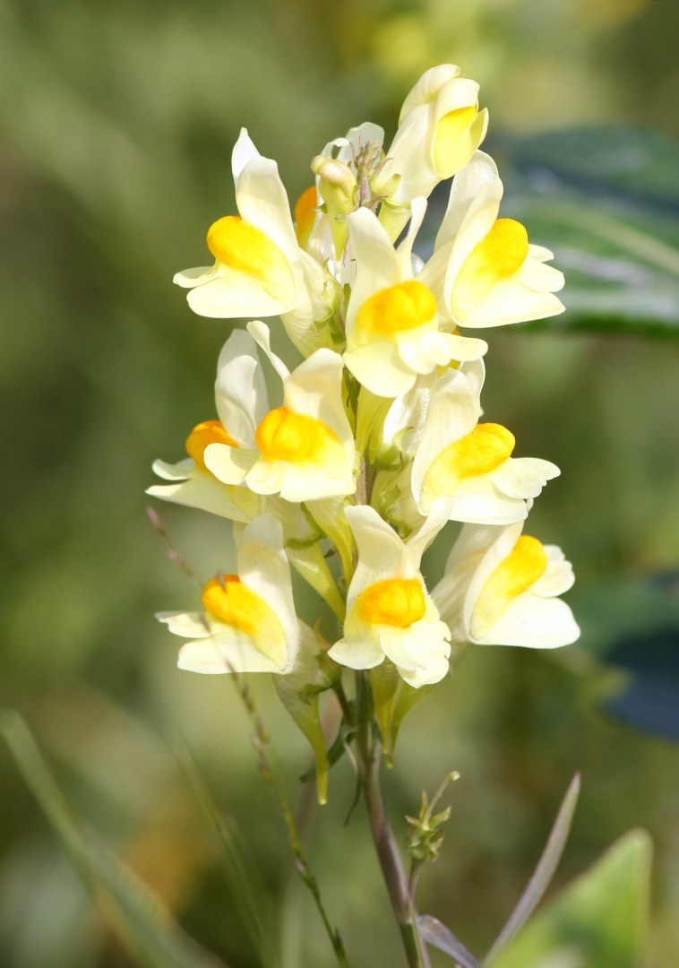 Льнянка обыкновенная Linaria vulgaris