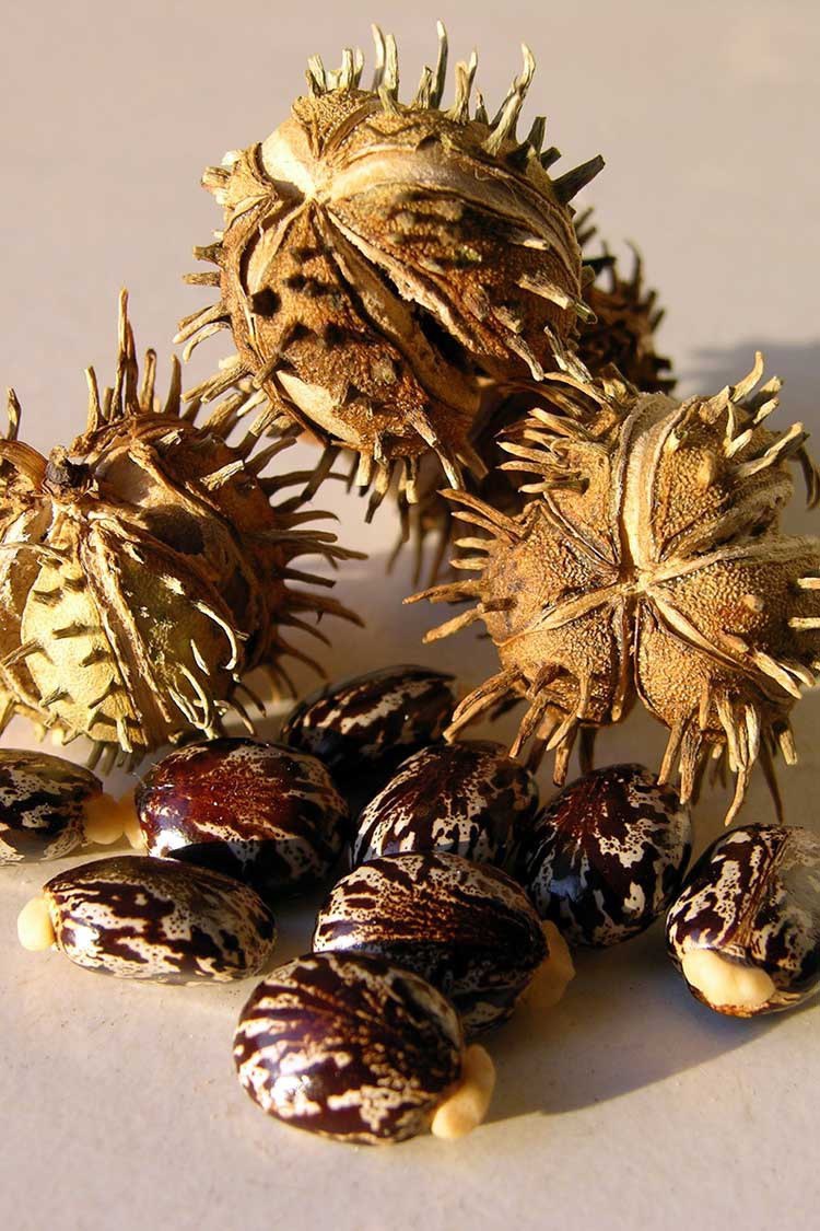 Семена клещевины