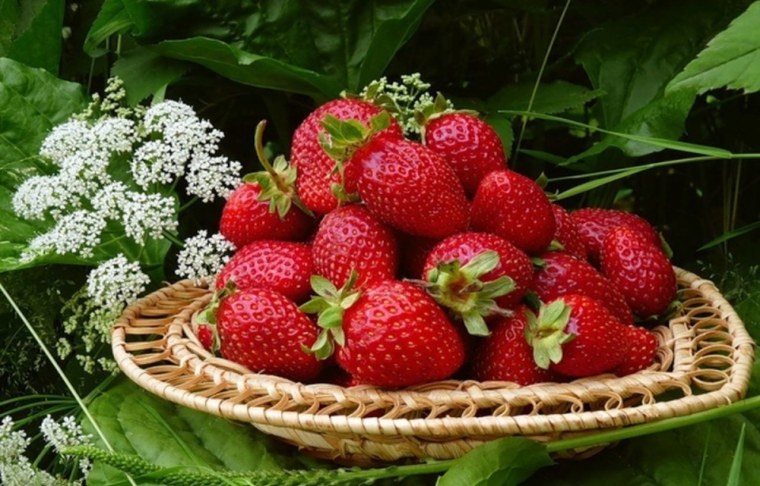 Клубника Sembikiya Queen