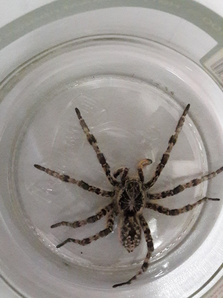 Сибирский Тарантул