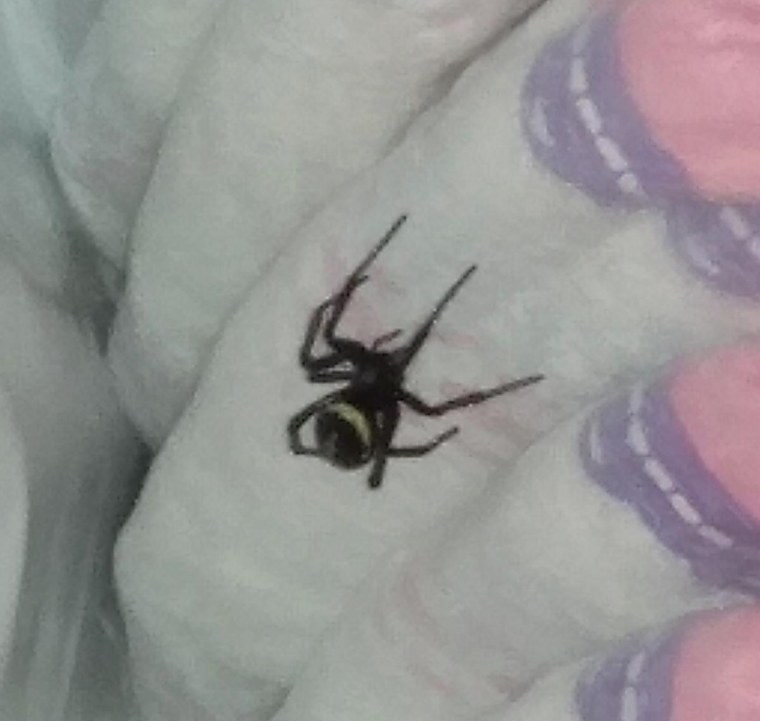 Маленький паук с белыми полосками на спине