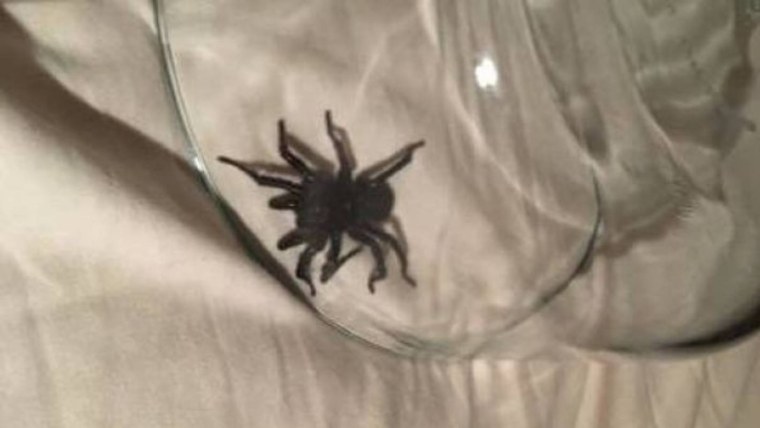 Паук в кружке