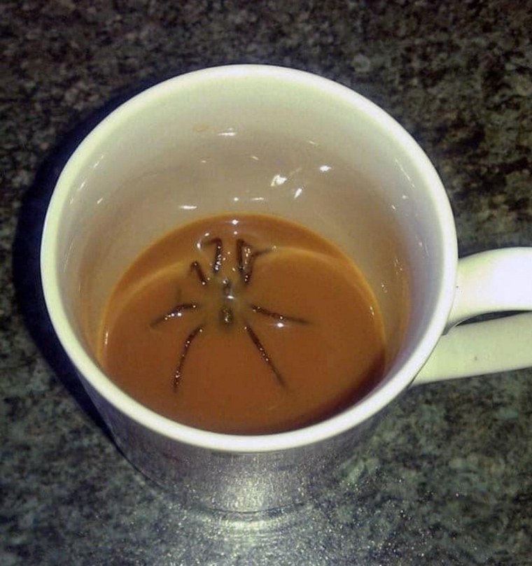 Паук в кружке