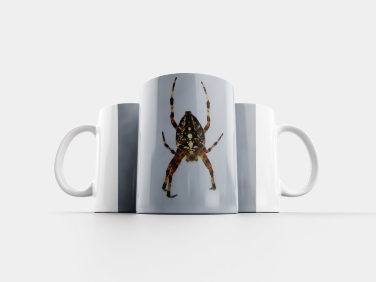 Паук в кружке